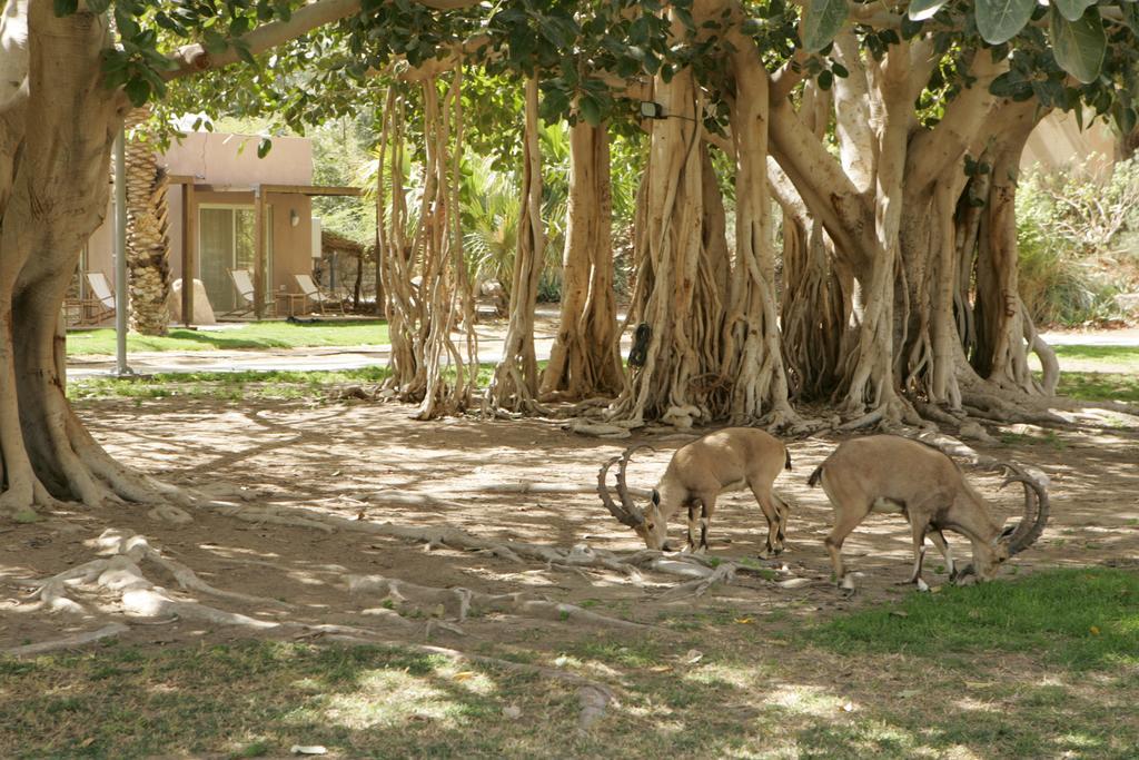 Ein Gedi Kibbutz Hotel Exterior foto